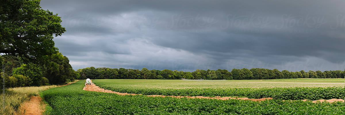 Storm clouds and irrigation system in a field of potato plants.