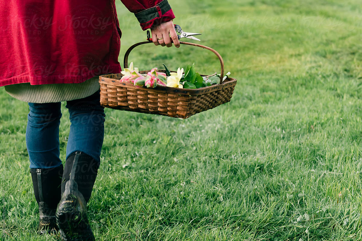 woman walking with basket of tulips
