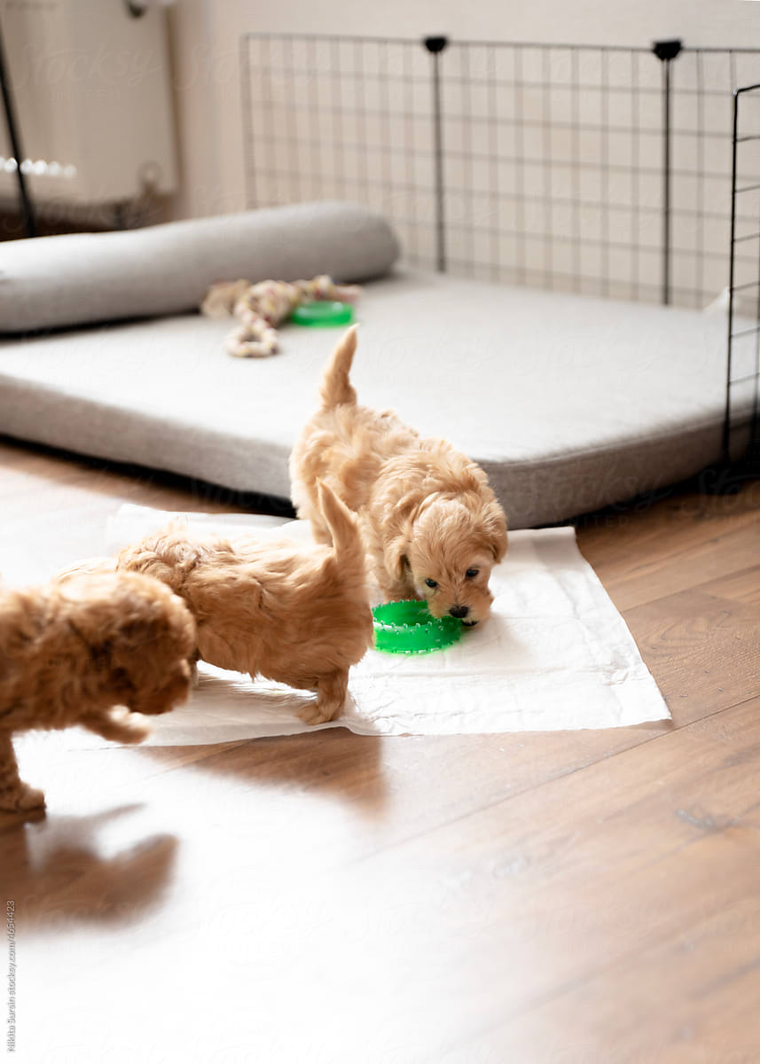 three little puppies playing with green toy