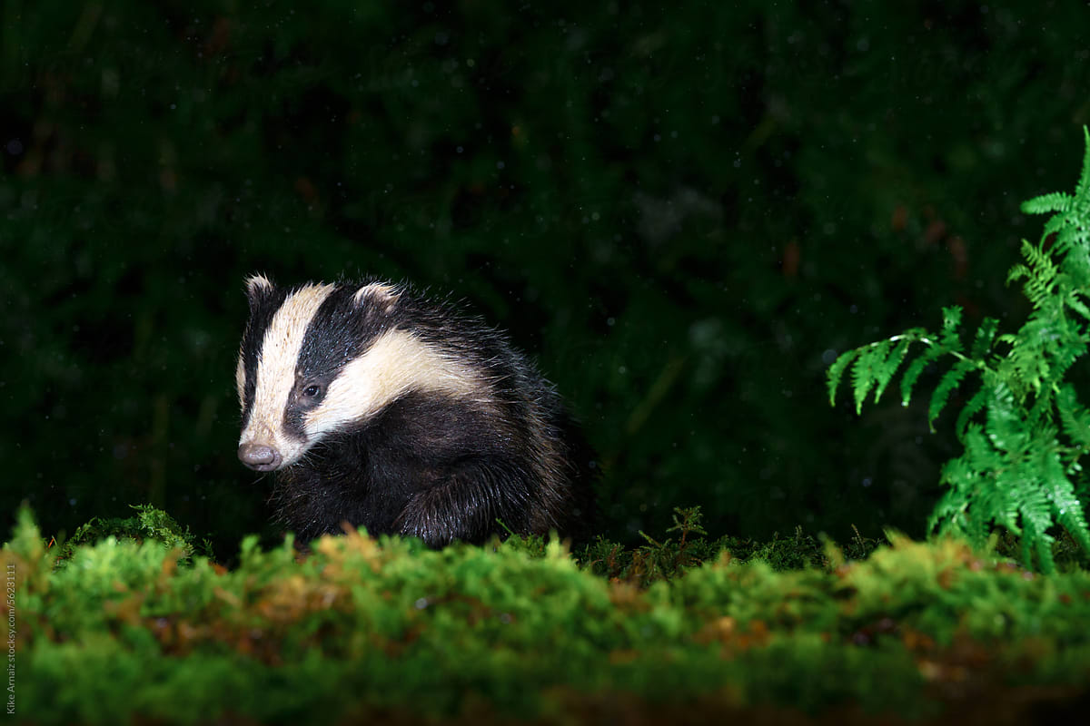 Wild badger shot in scotland