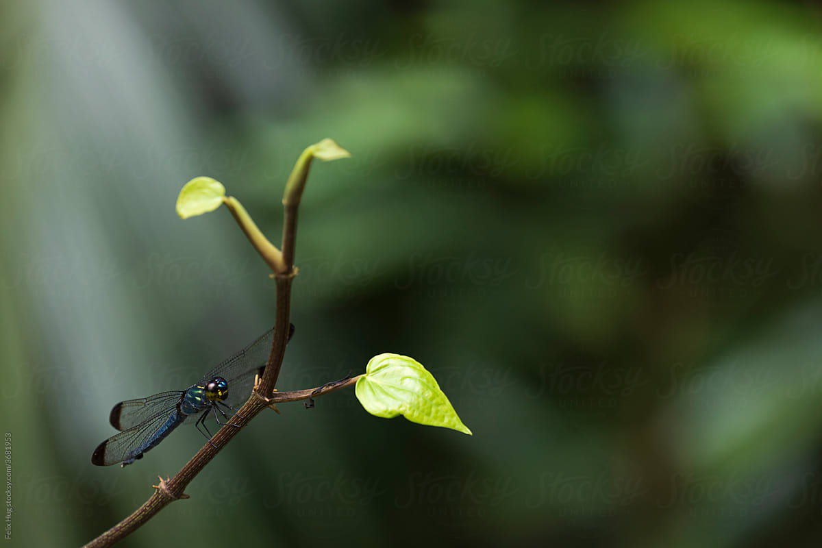 Dragon fly on a branch