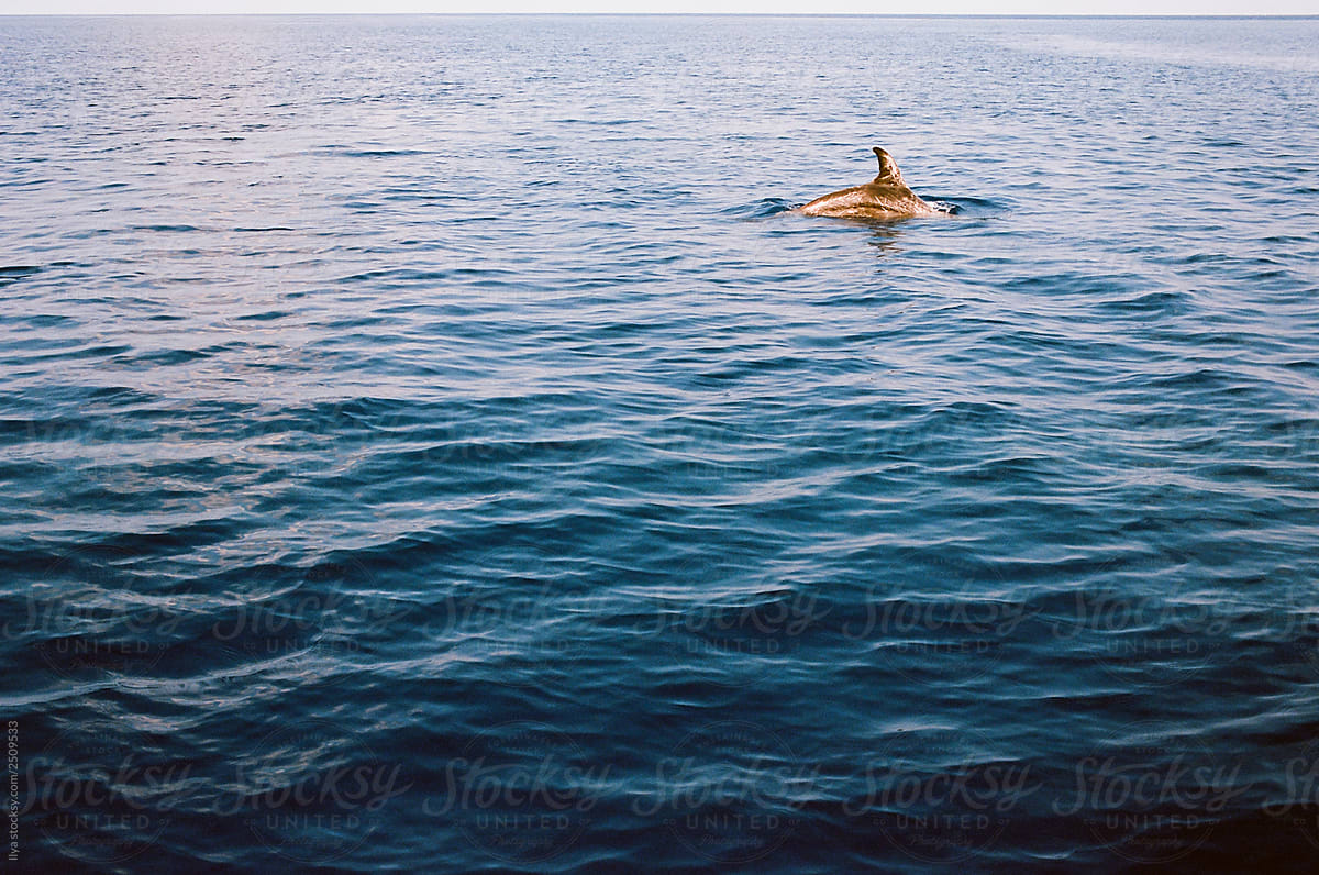 Dolphin swim in sea water on ocean nature outdoors