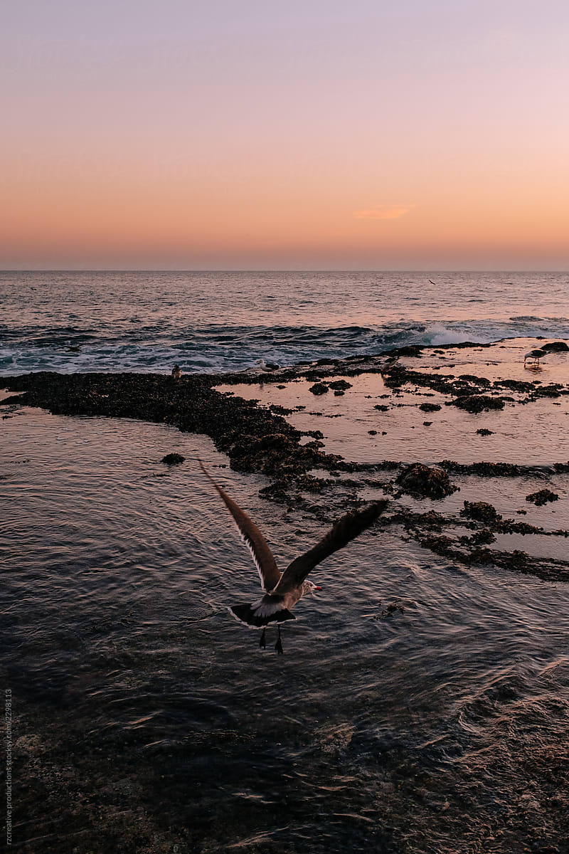 A seagull flies above the water during sunset.