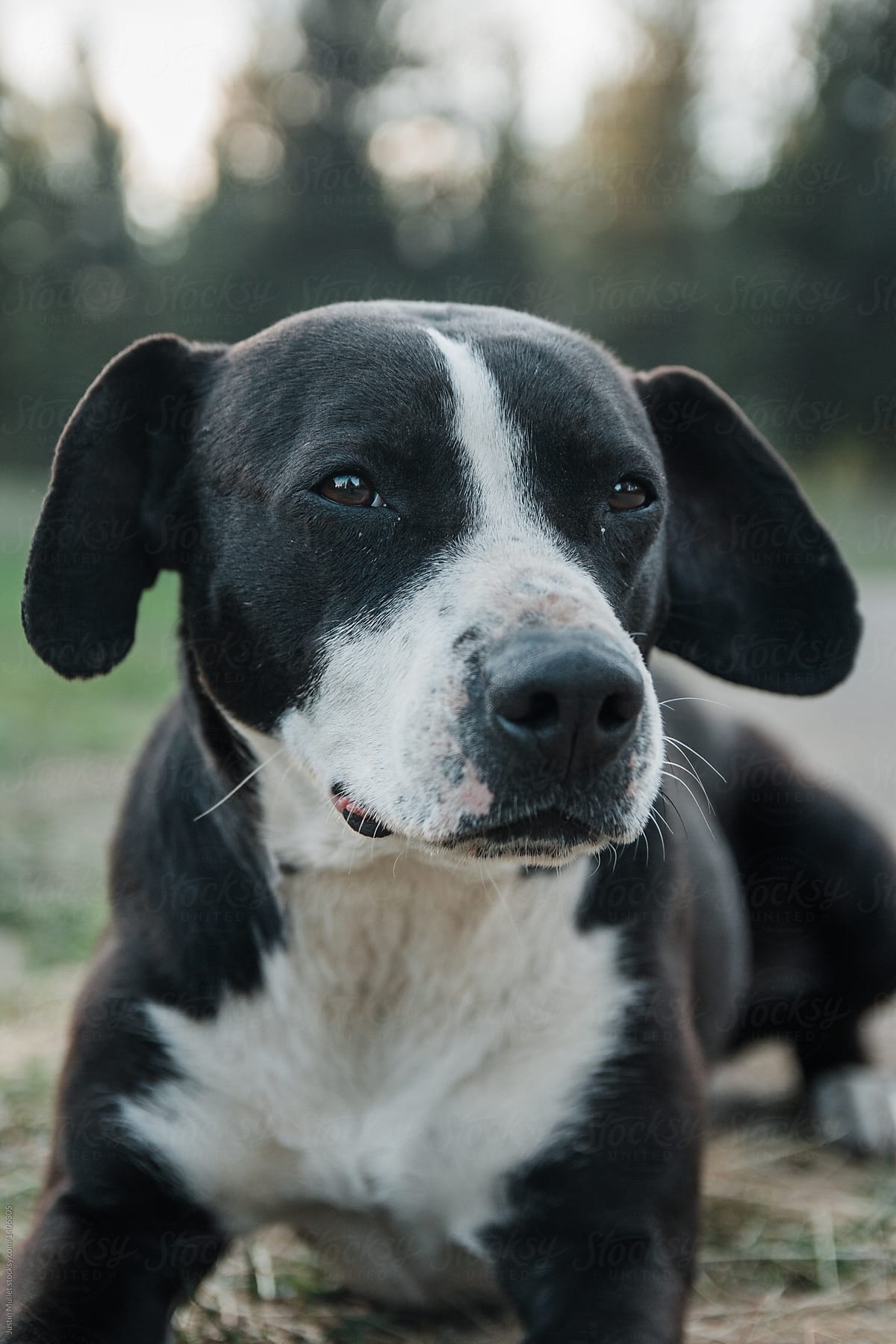 Black and white female dog
