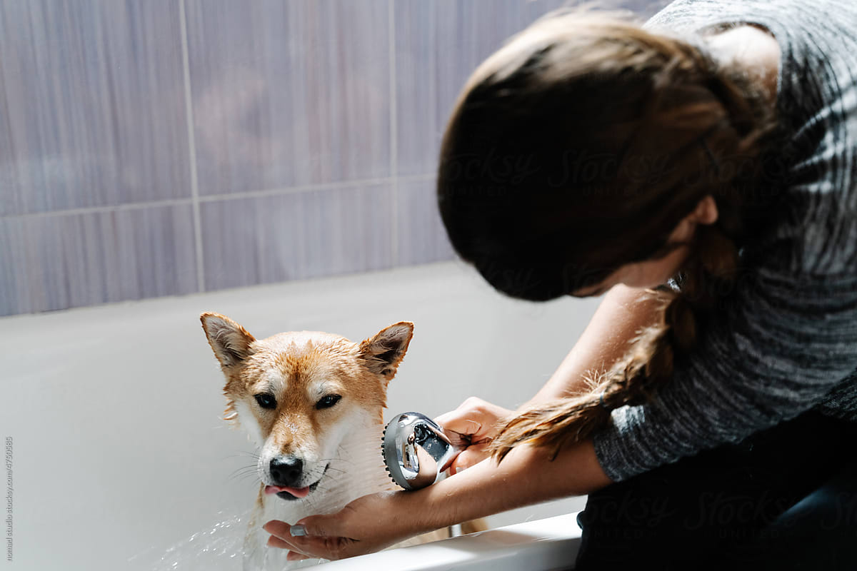 Woman bathing dog in bathtub.