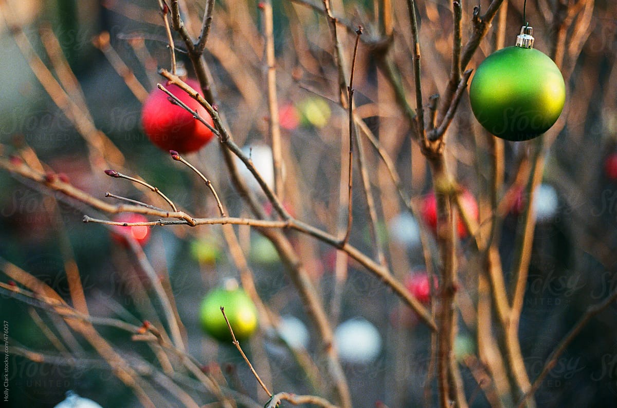 Red, white and green christmas ornaments hang on bush