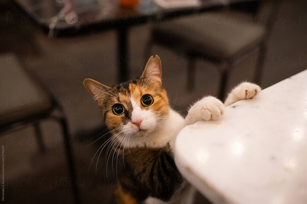 Cat Looking For Food While Standing At The Table