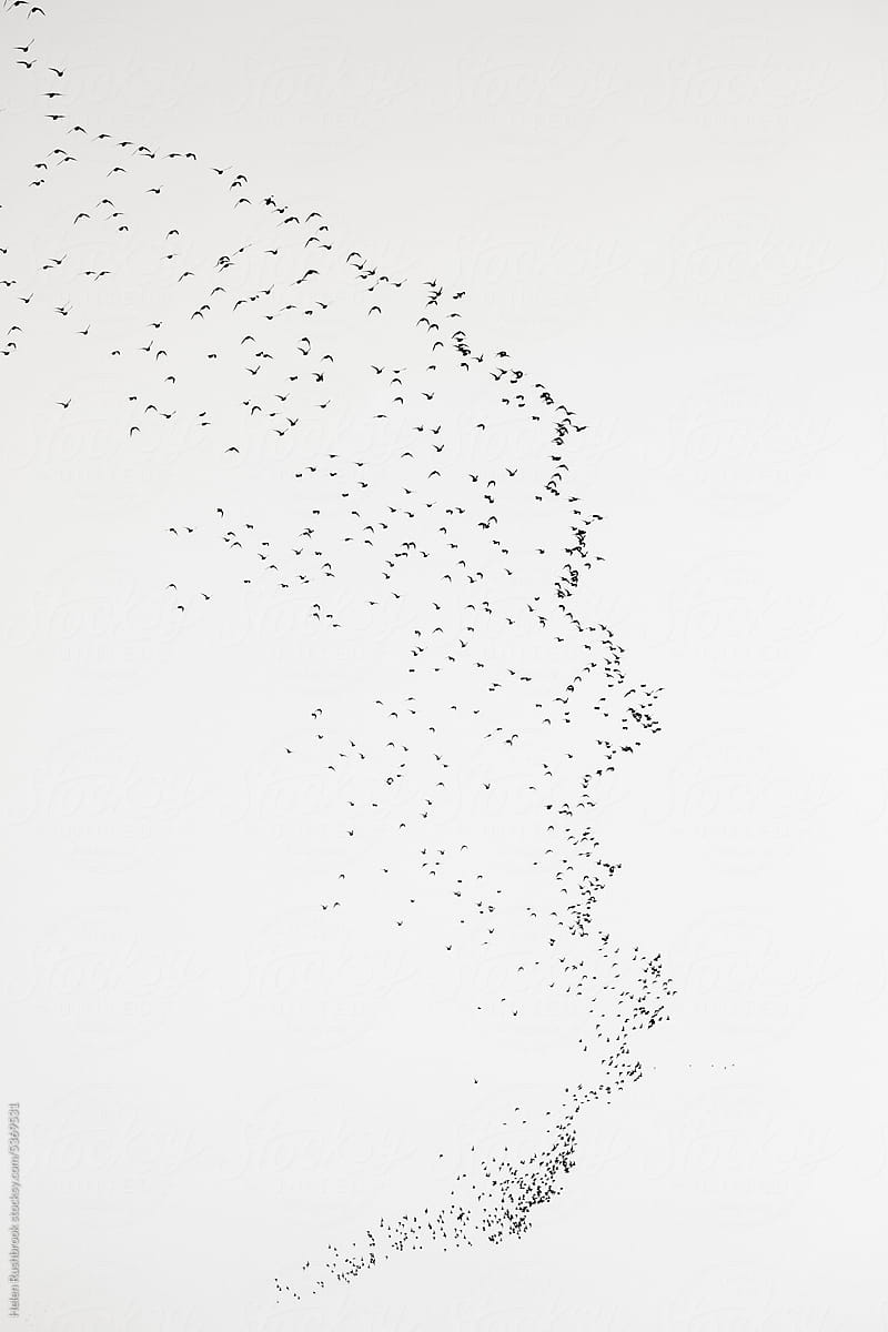 Black and white image of birds flying