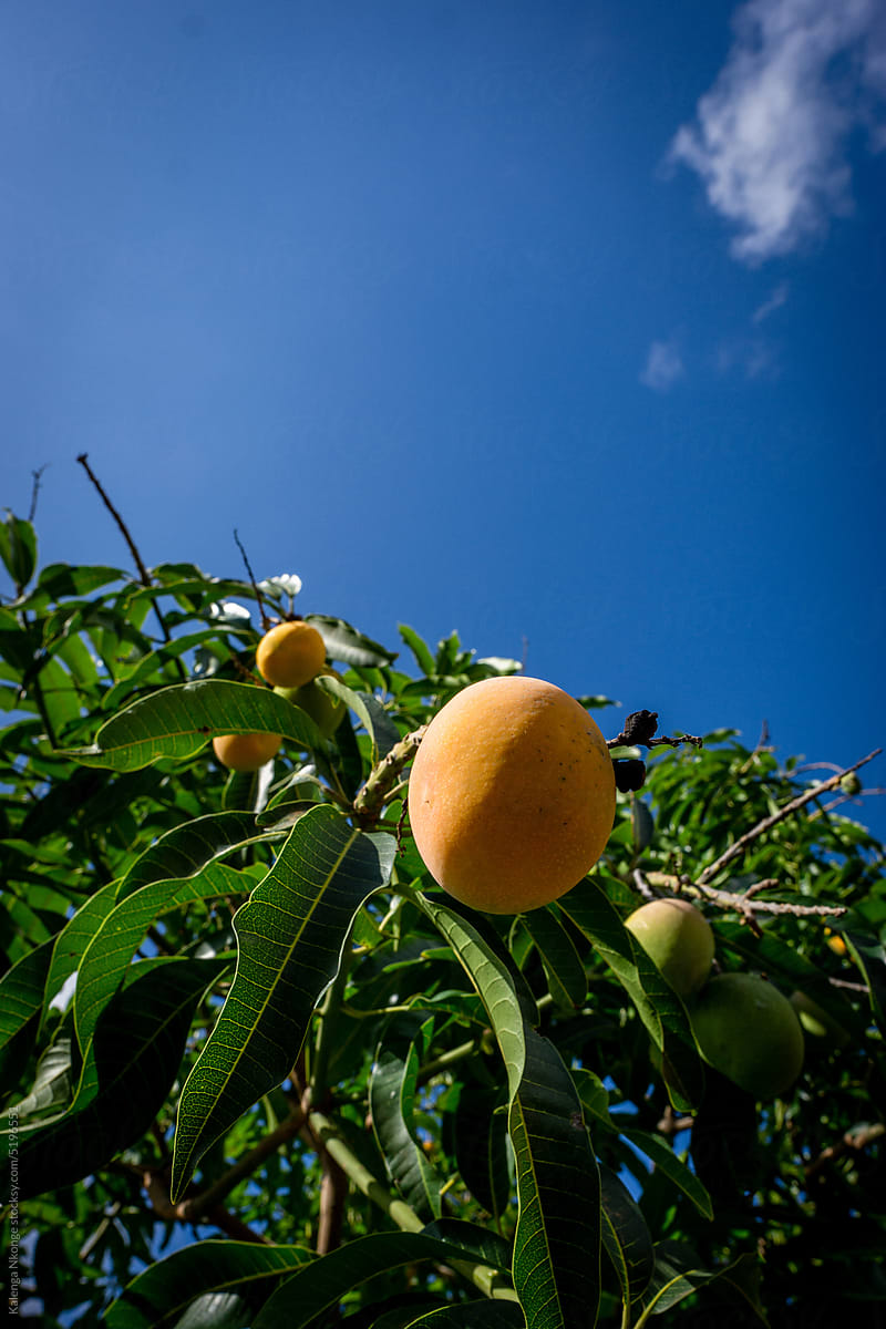 Mangoes in tree