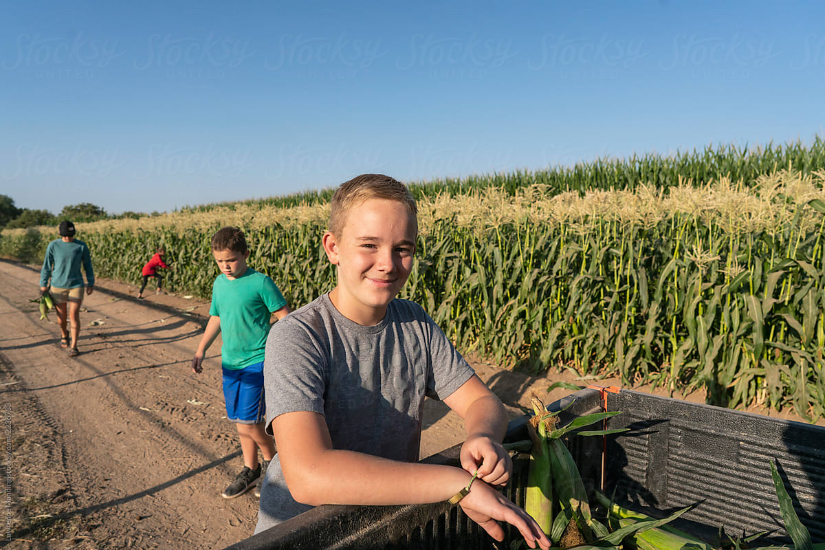 Sweet corn harvest and roadside sales