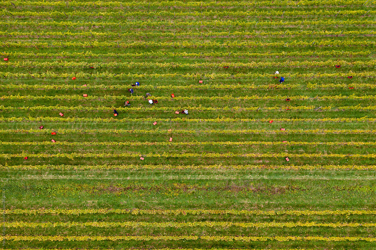 Drone view of farmers in a vineyard during the harvest