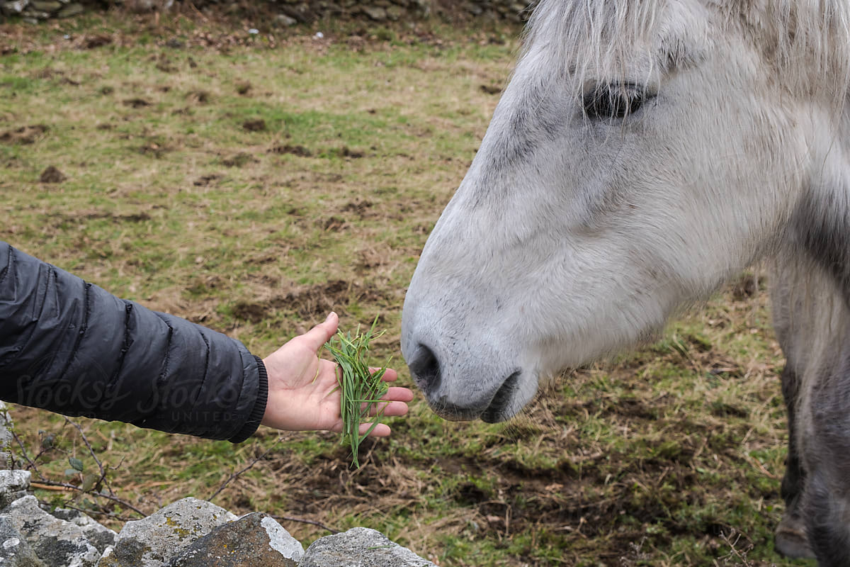 a handful  of grass to a horse