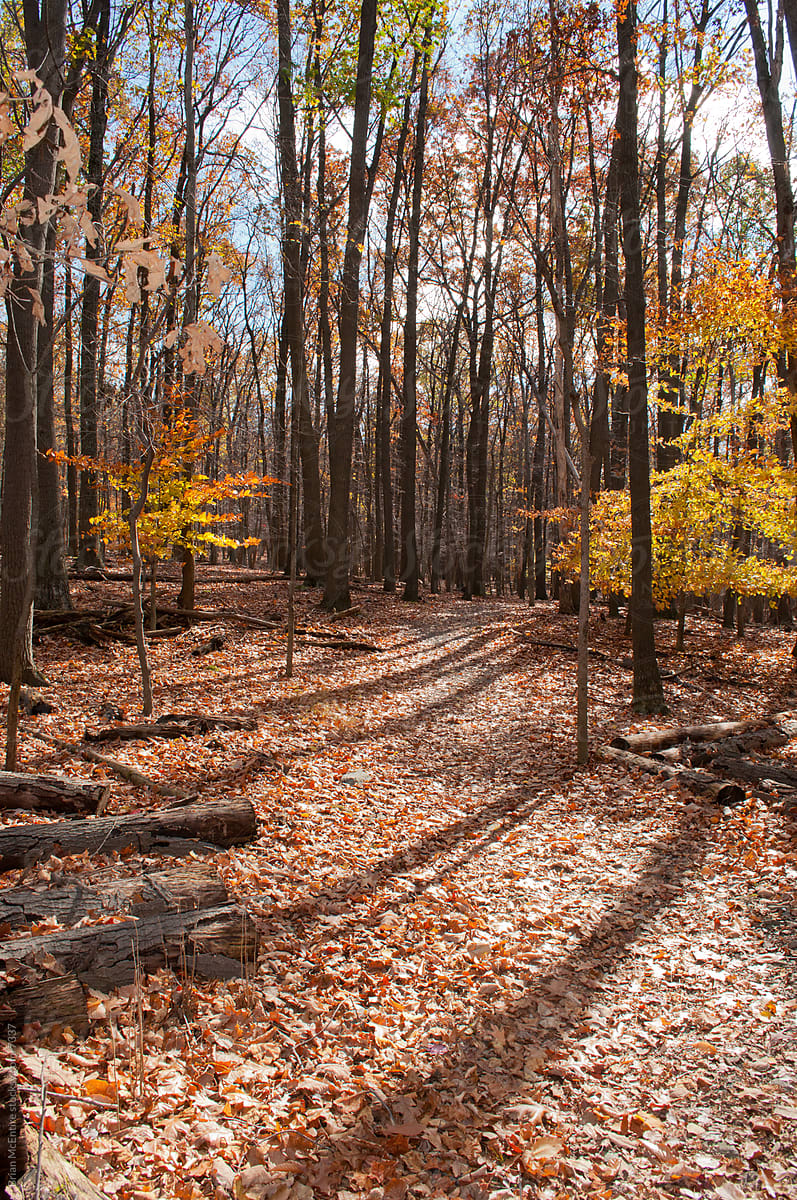 Crisp Autumn Day Among Desiduous Trees in Mid-Atlantic Old Growth Forest
