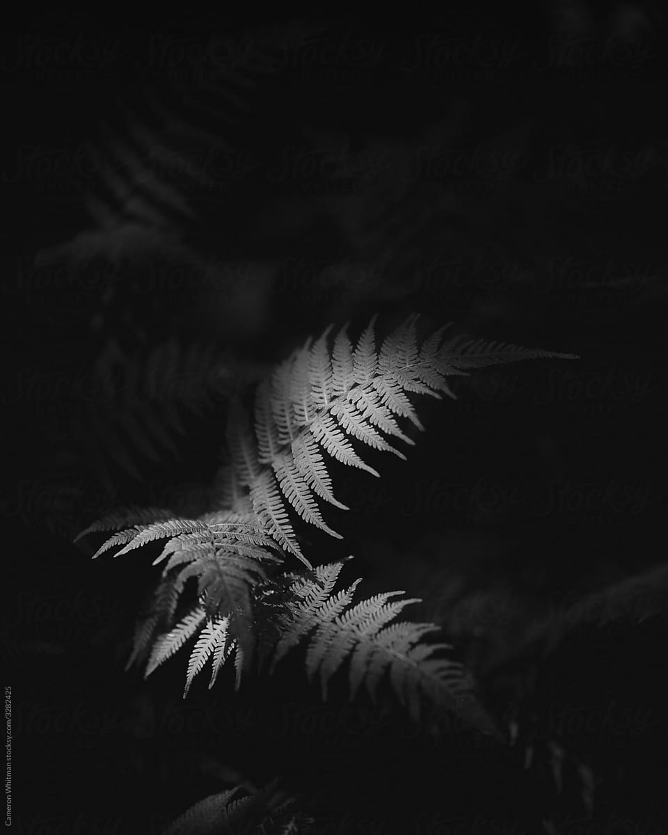 Wild Ferns in dramatic light