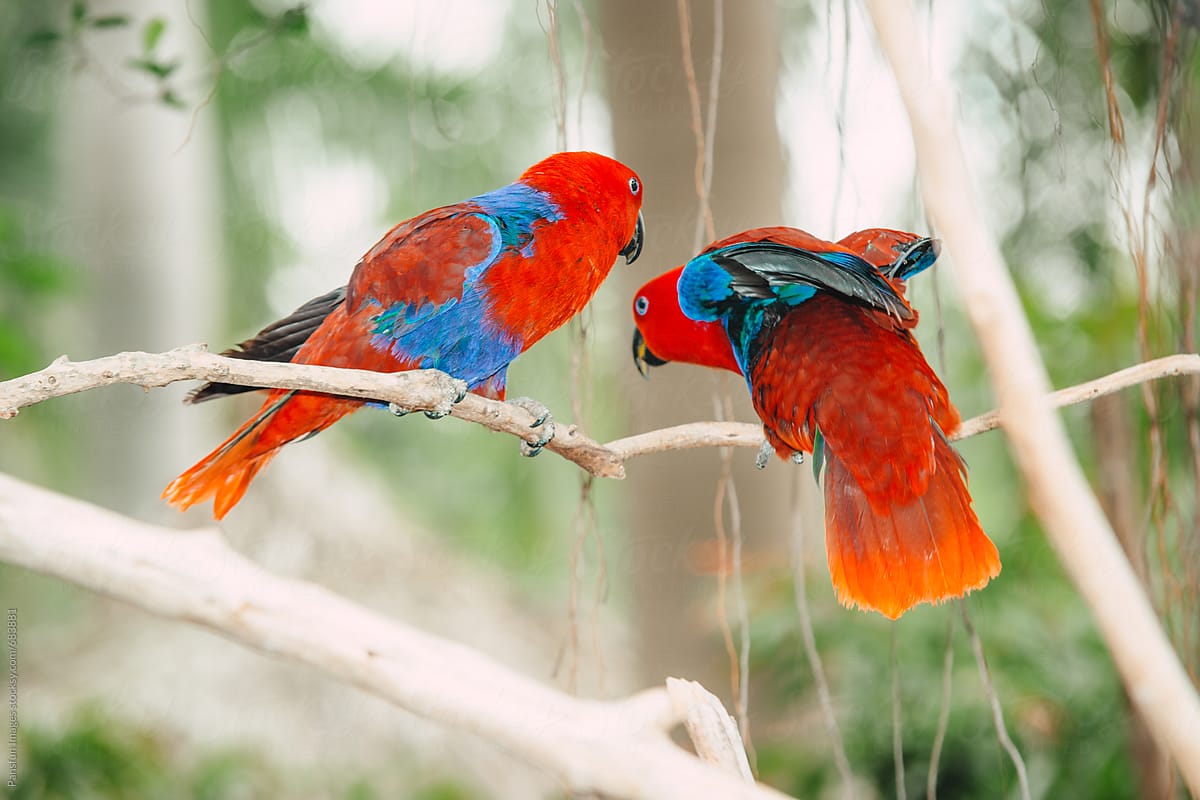 red and blue macaw parrot pet