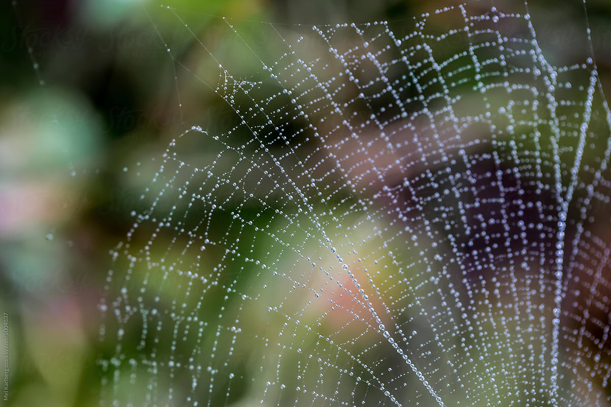 Orb weaver dew covered web