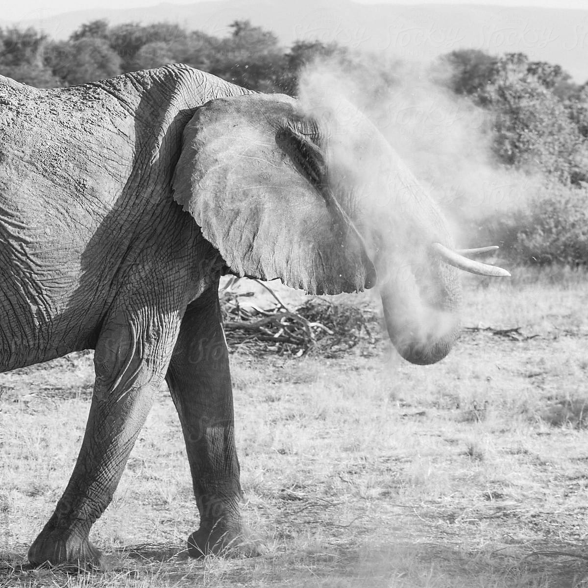 Elephant throwing sand