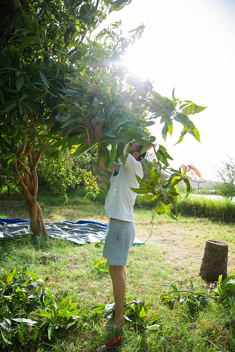 Egyptian Mango Farmer Pruning Tree