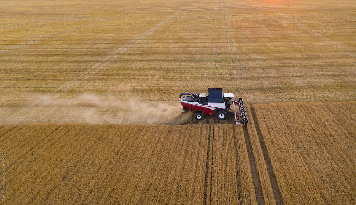 Modern tractor harvesting wheat in field