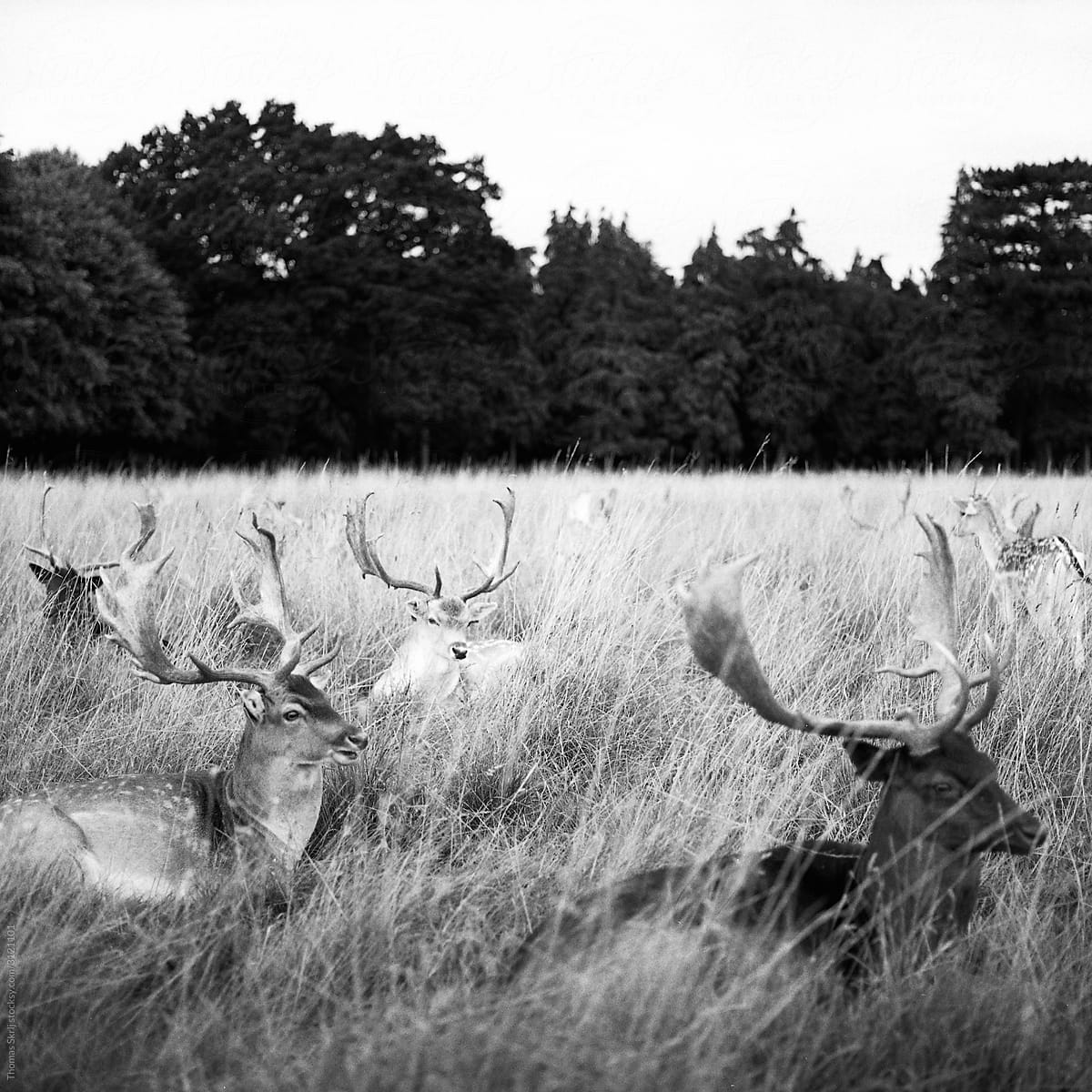 Dublin\'s Deers