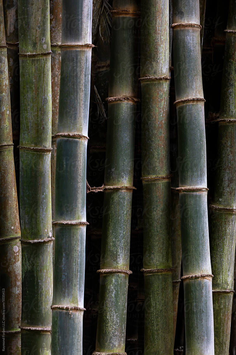 Bamboo Abstract texture background jungle of Costa Rica