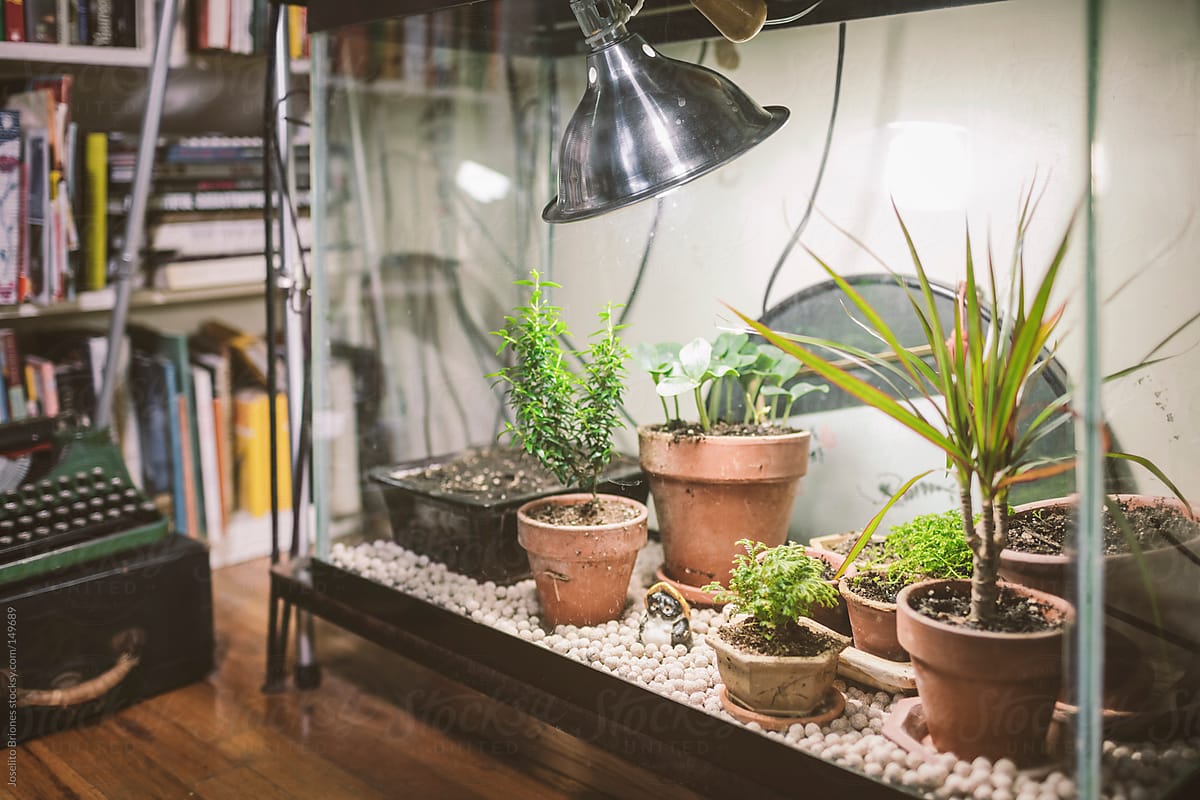 Empty Fish Tank Reuse As Terrarium For Small Plants And Seedlings In  Winter by Stocksy Contributor Joselito Briones - Stocksy