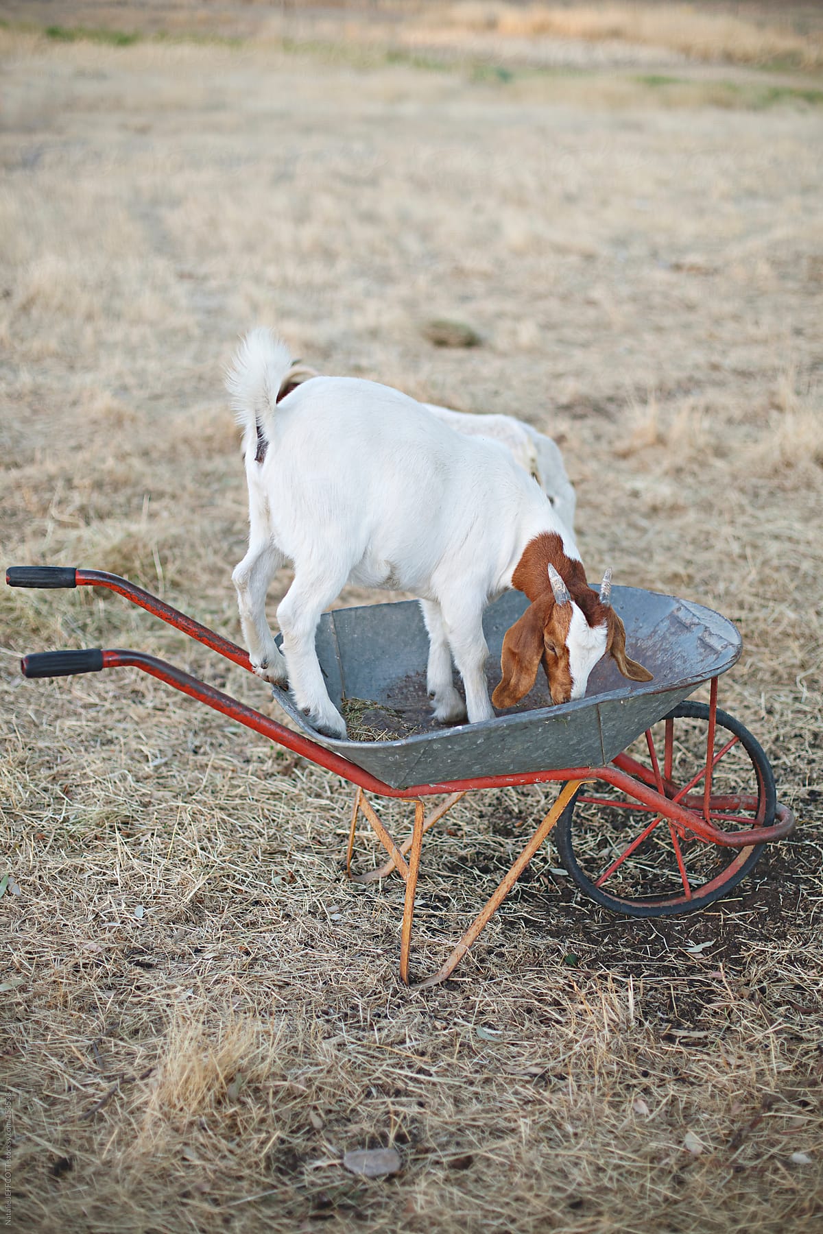 Hungry goat stands in wheel barrow to find food