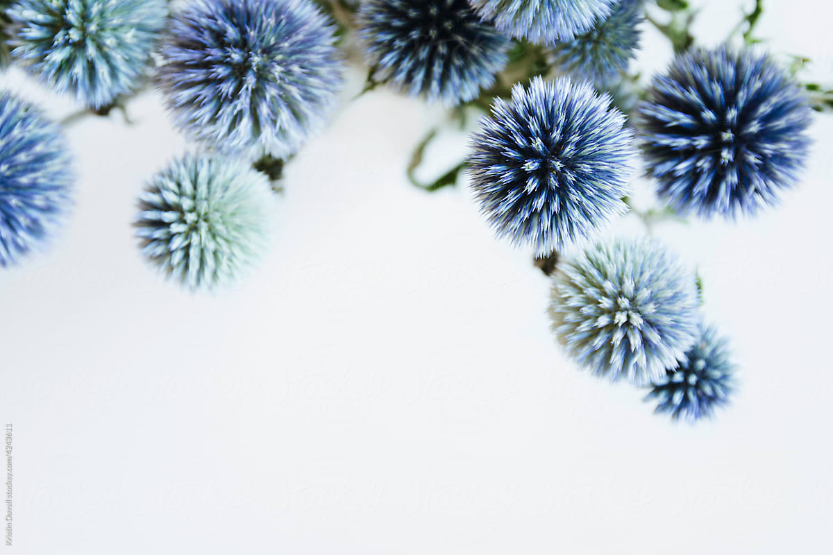 Blue Echinops flowers with copyspace