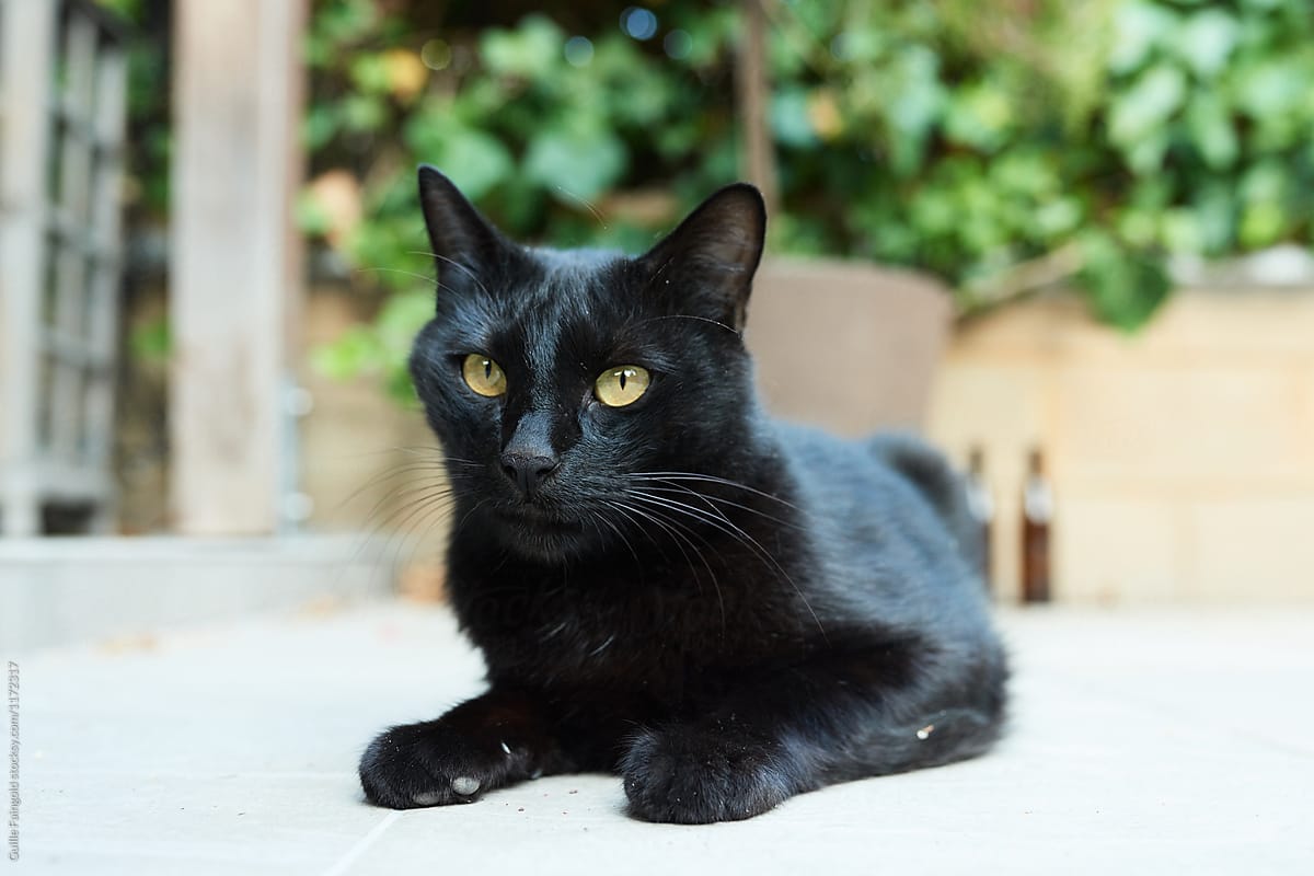 Shiny black cat in yard