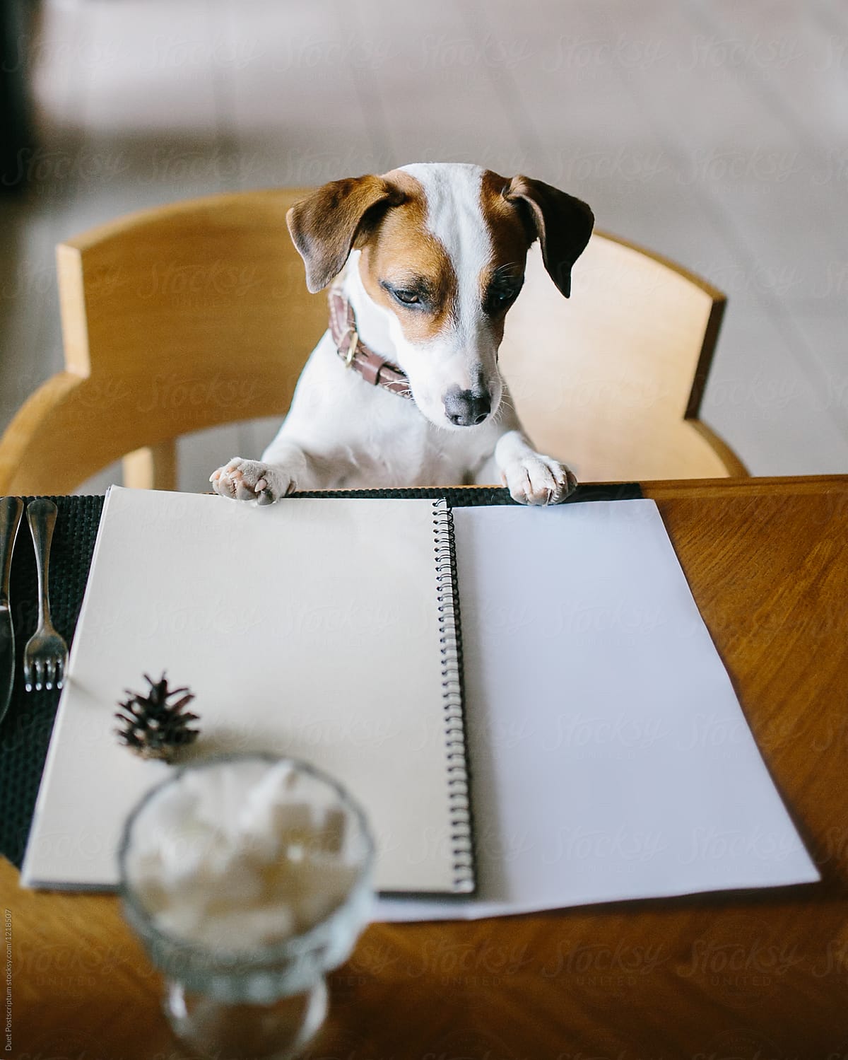 A dog sitting at the table