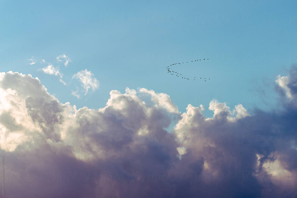 birds flying through the cloud