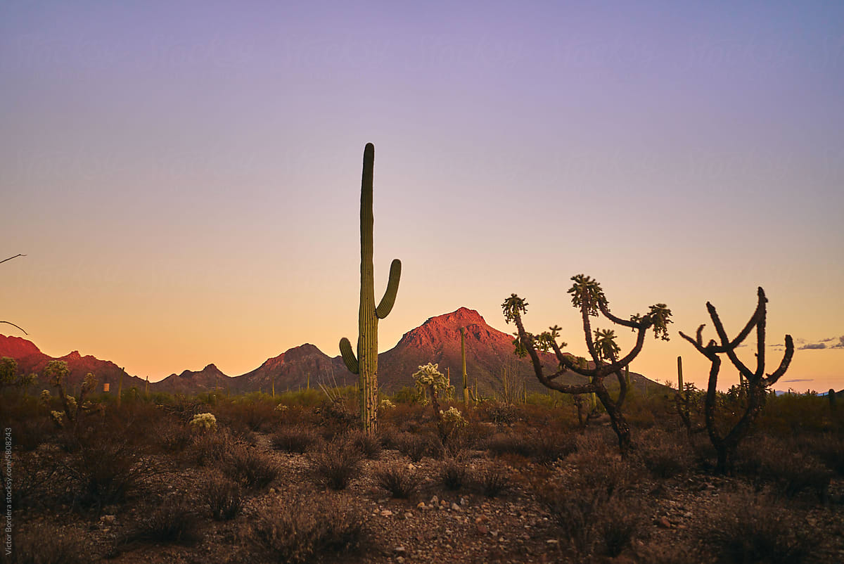 Arizona desert cactus landscape