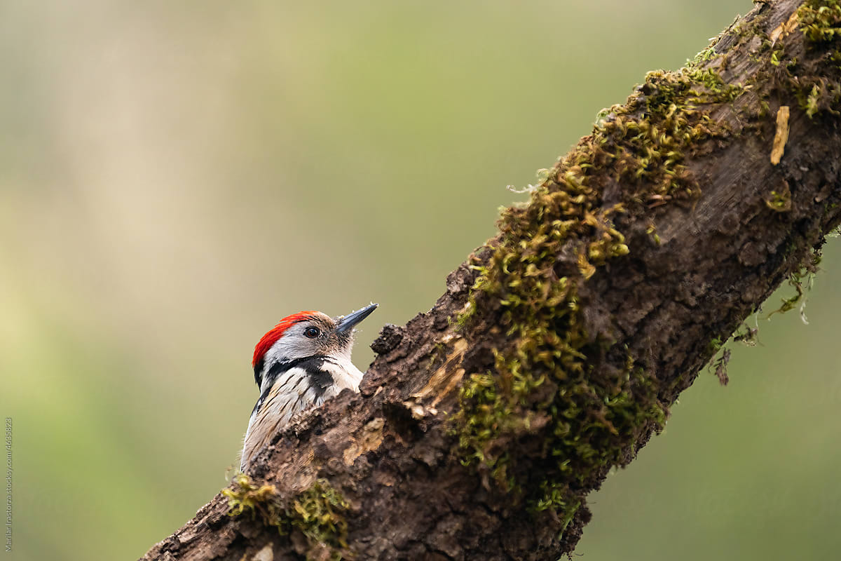 Cute Middle Spotted Woodpecker