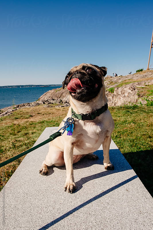 A cute pug puppy sitting outside by the ocean