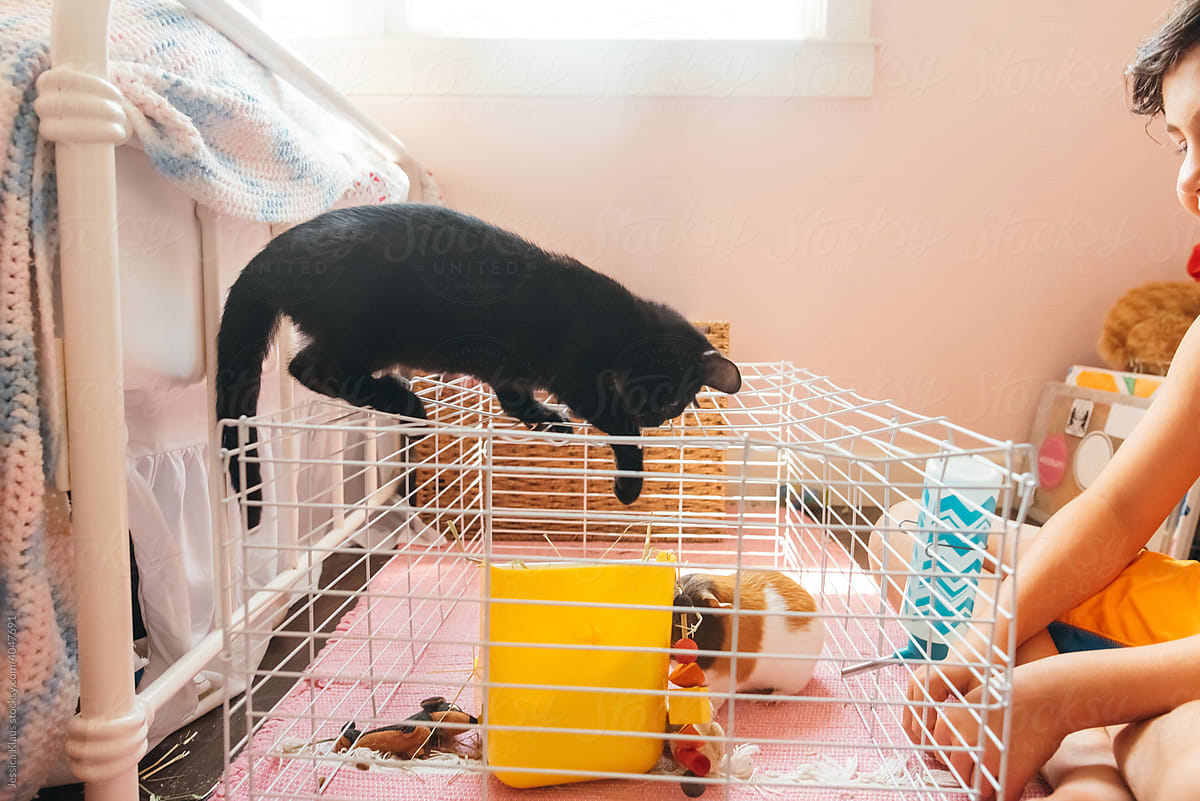 Cat on top of guinea pig cage reaching in.