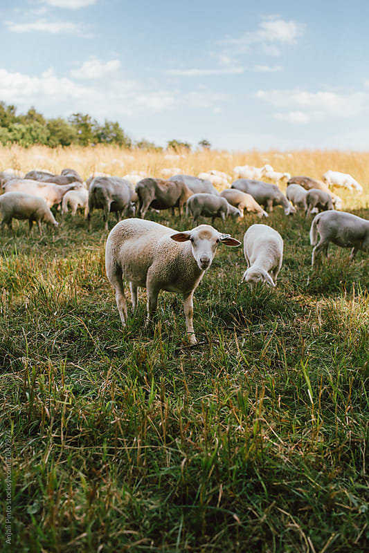 Sheep Grazing in a Pasture