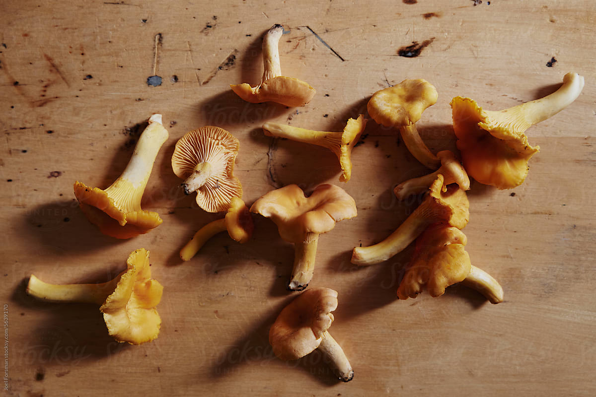 chanterelle on a rustic table