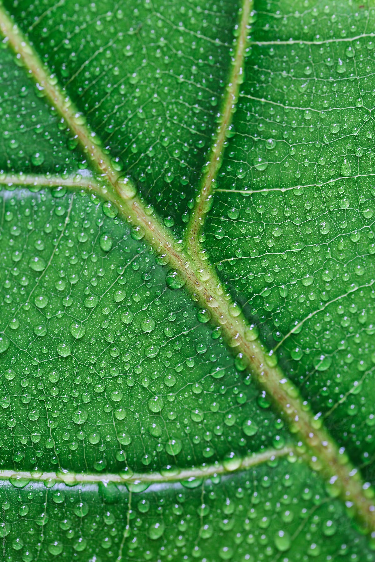 Close up of Ficus lyrata (Fiddle Leaf Fig) leaf with veins and water droplets