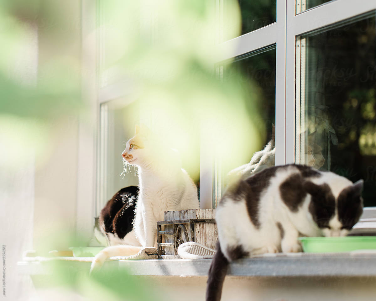 Cats together on windowsill behind blurry plants in garden