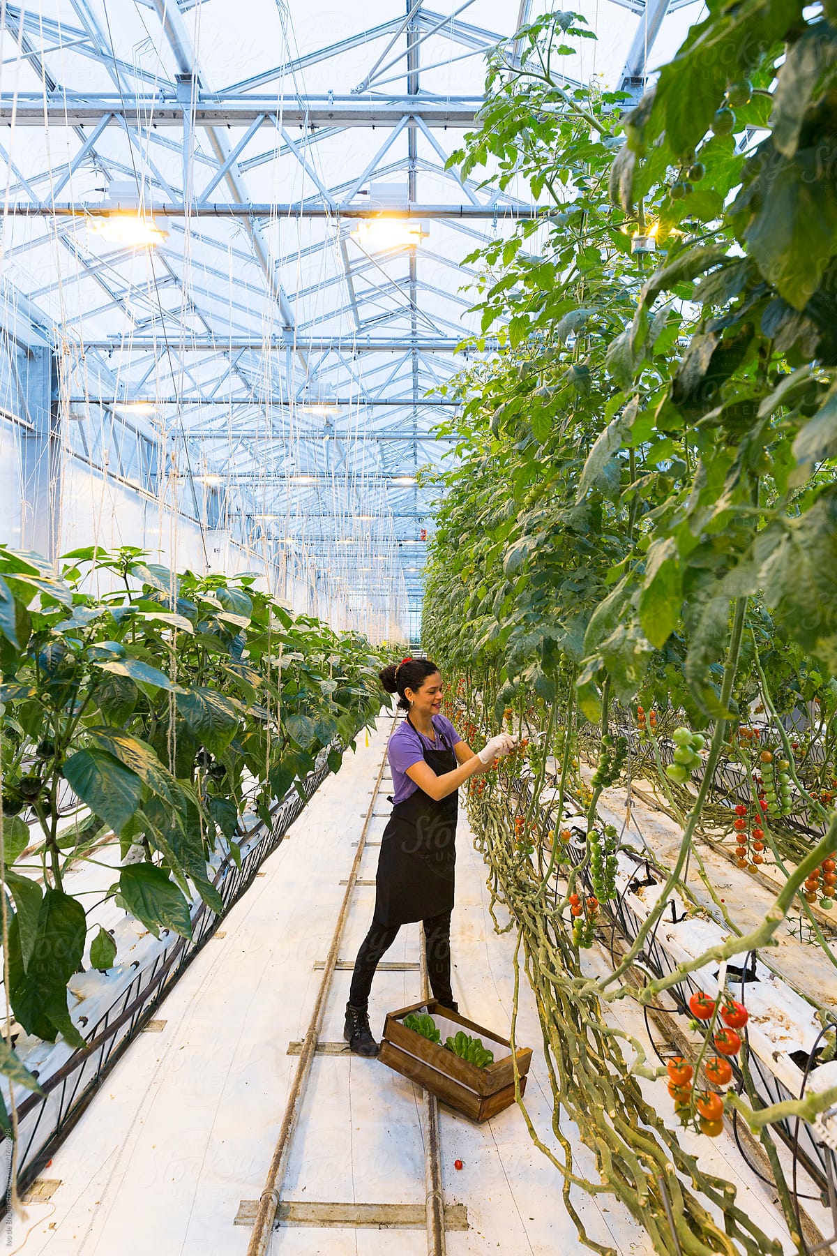 Female worker or employee picking tomatoes in a modern greenhouse