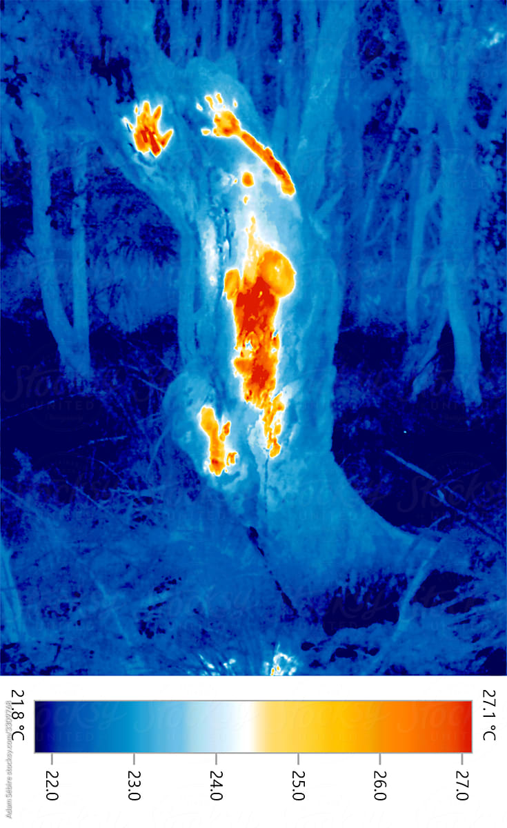 Artistic use of thermographic heat imaging revealing human body warmth print on tree