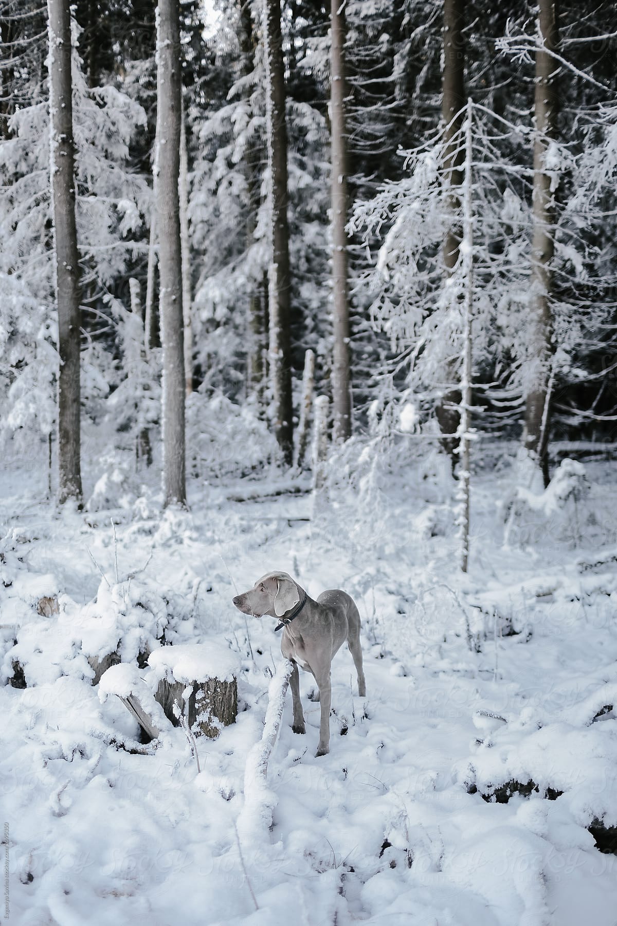 A dog in winter forest in the morning