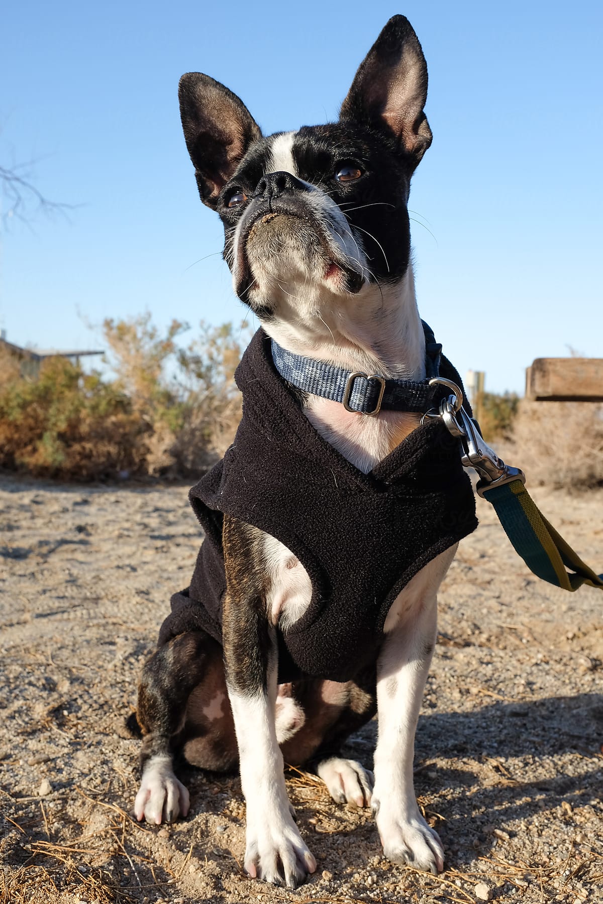 Bruce the Boston Terrier Pug camping