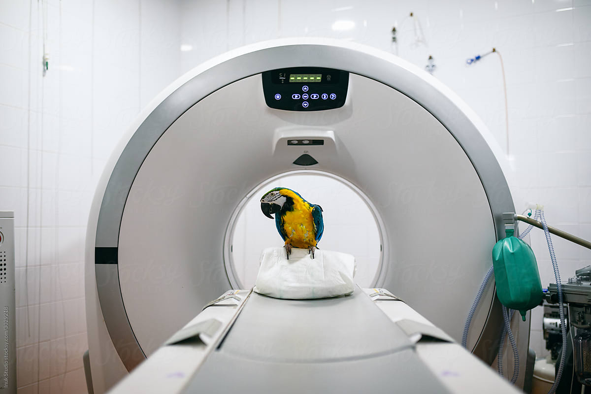 veterinarians doing an MRI to a macaw in a veterinary clinic in Madrid