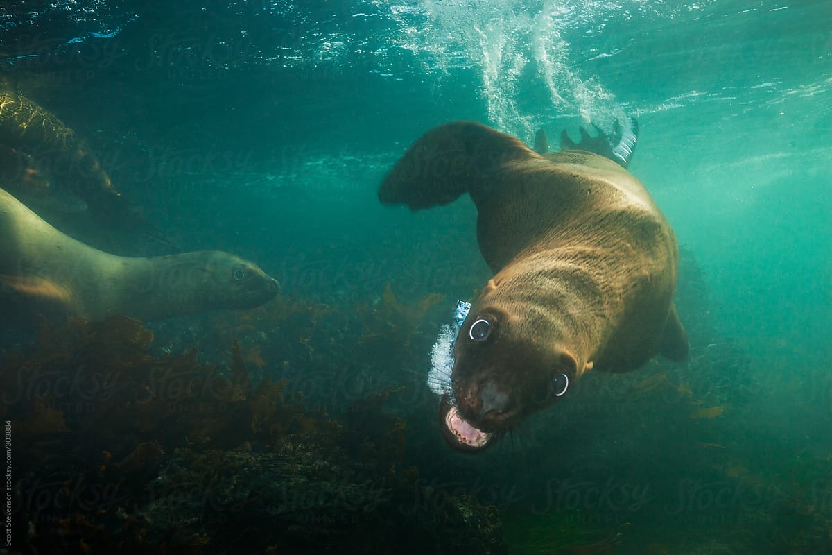 Diving Steller Sea lion, Eumetopias jubatus with bubble stream