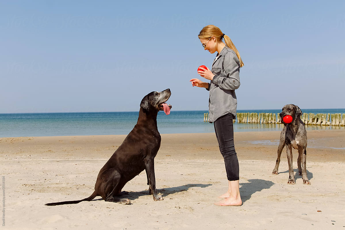 Woman training Great Dane dogs on seaside
