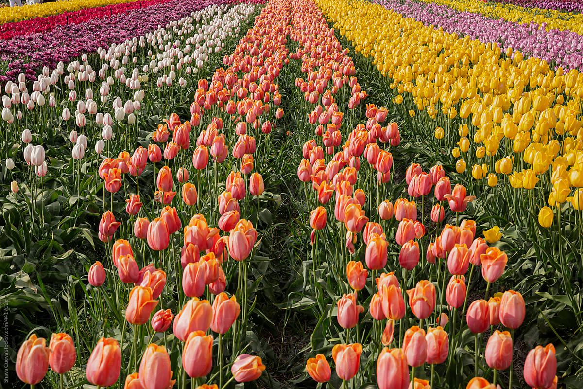 Field full of colorful tulips flowers planted