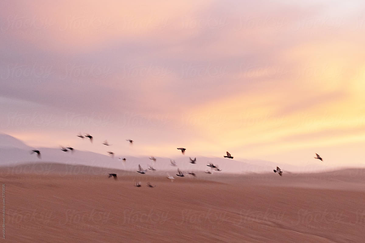 Pigeons fly at sunset over the Moroccan desert.