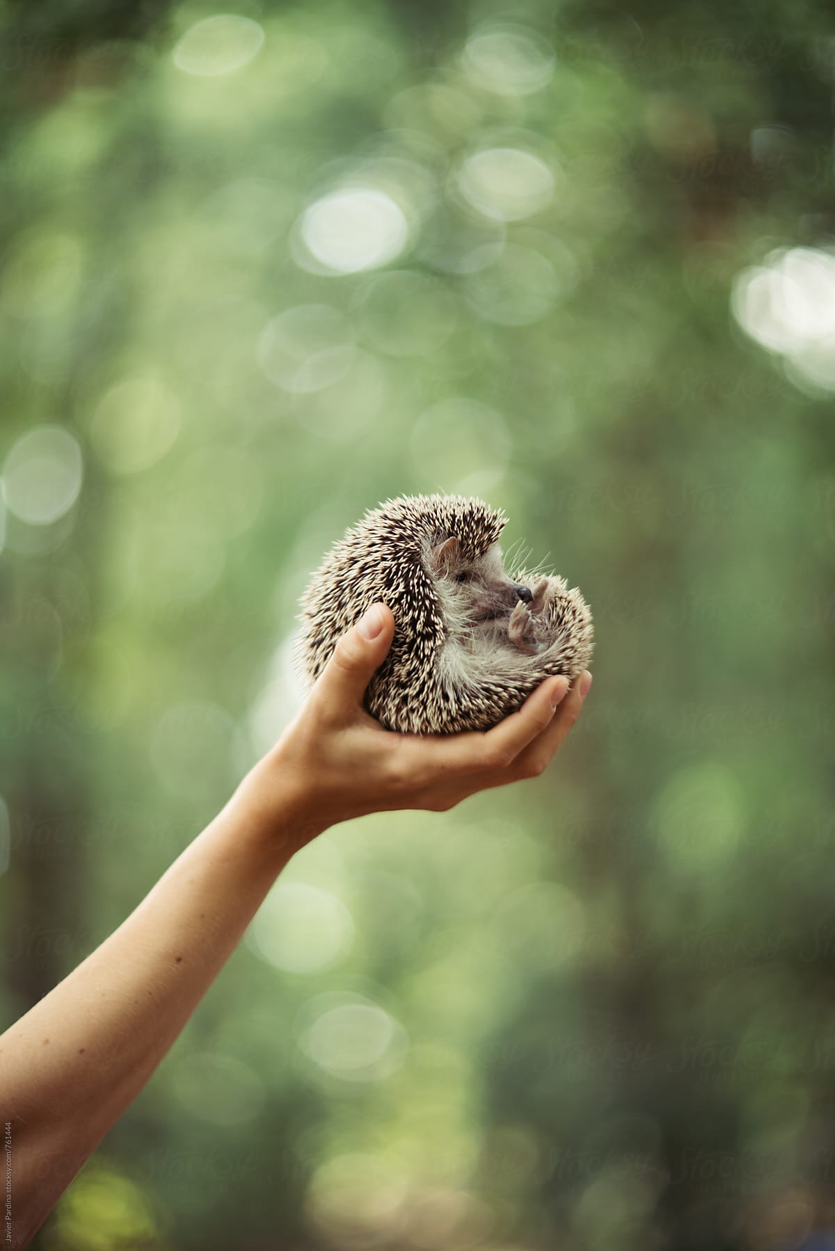 hedgehog in the hands