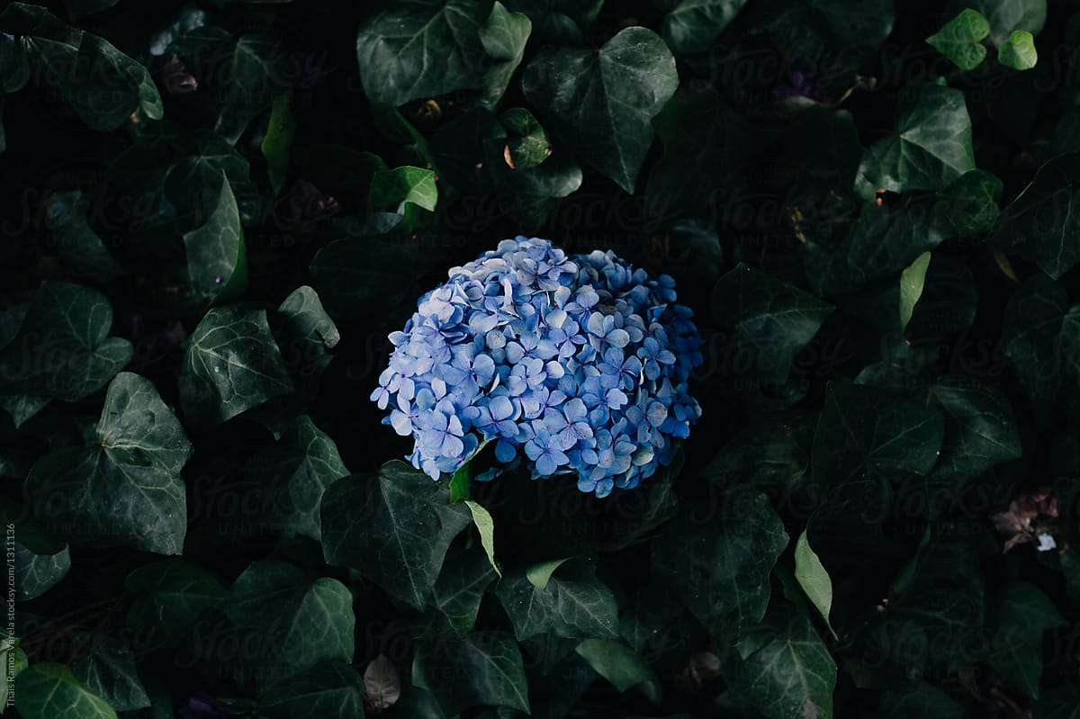 blue hydrangea in the middle of a bush